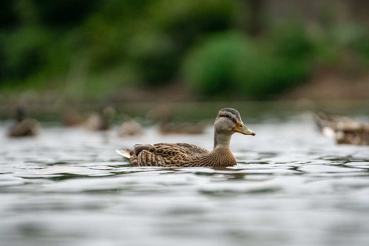 How Birds Can Turn a Simple Pond into a Thriving Ecosystem.jpg